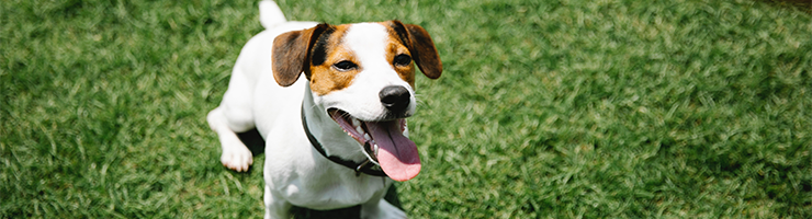 Working With Animals and DBS Checks